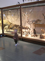 Naturhistoriska Museet