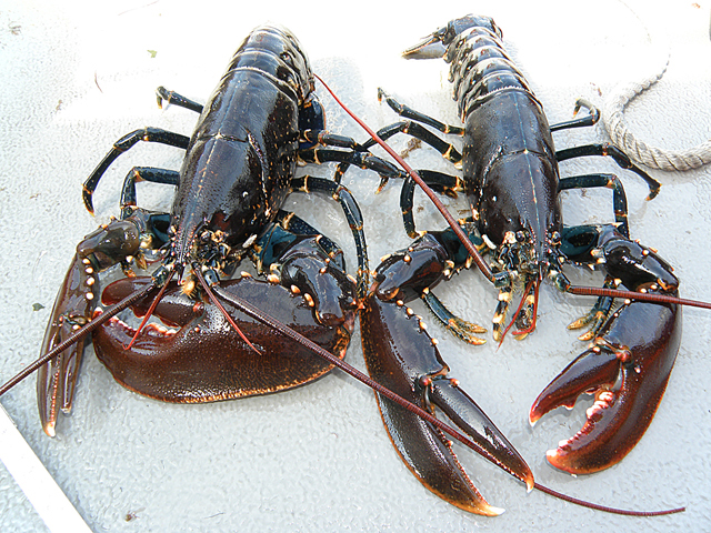 Hummefiske i Göteborg