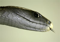Universeum