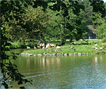 Flamingodammen Slottskogen