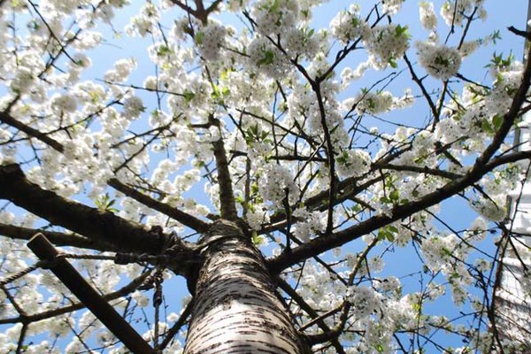 Göteoborgs Botaniska Trädgård Park