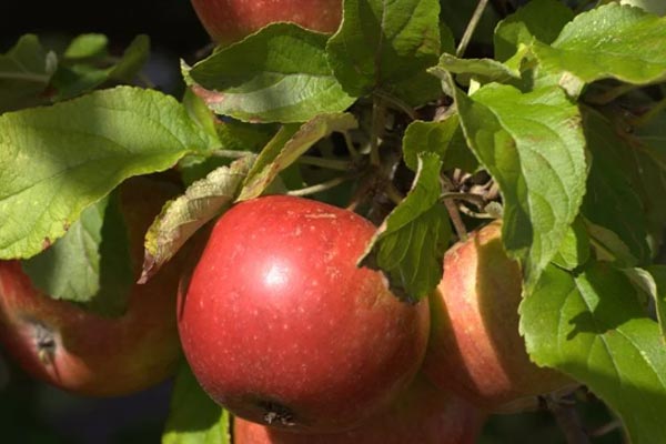 Fruktträdgårdar gratis frukt i Göteborg