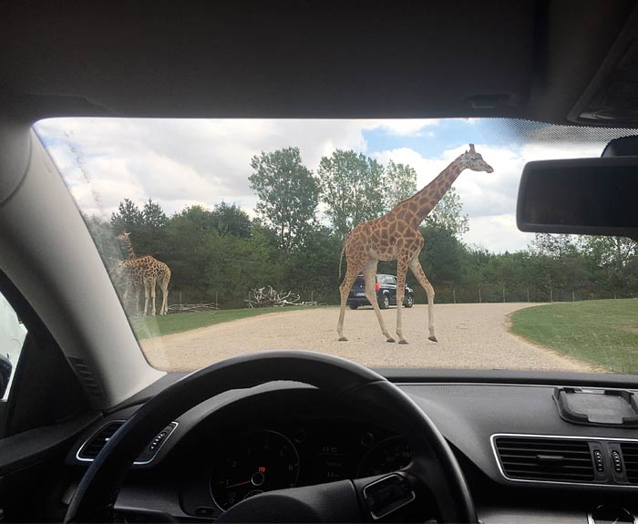 Givskud Zoo / ZOOTOPIA Billund Danmark