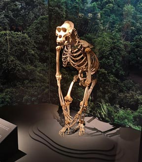 Göteobrgs Naturhistoriska Museum vinteraktivitet i Göteborg