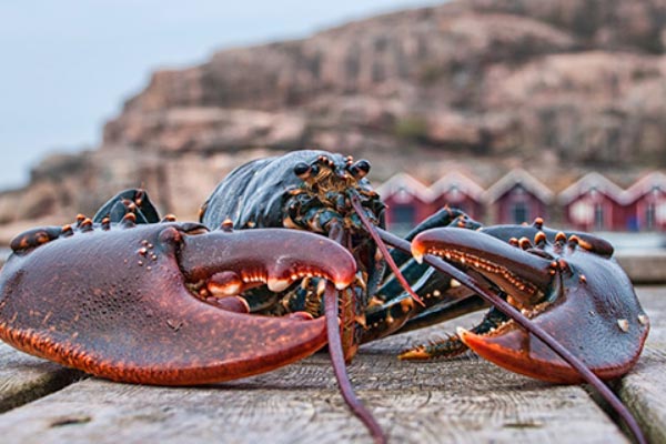 Boka en tur med hummerfiske till hösten