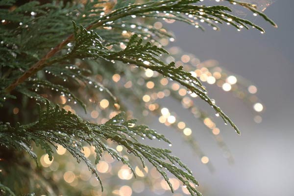 En glittrande och interaktiv ljuspark i Kungsparken under julstaden 2025