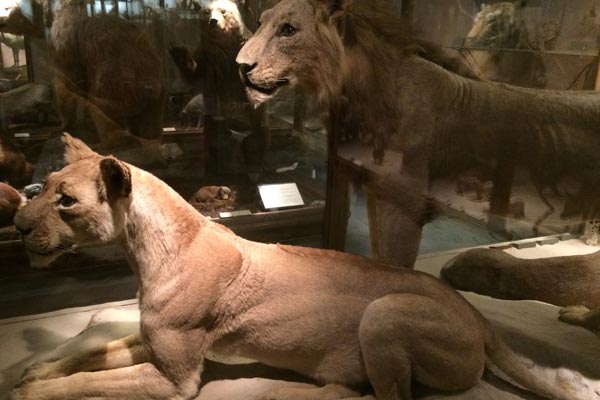 Museum of Natural History in Gothenburg